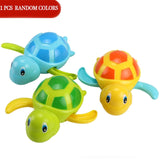 Animal Tortoise